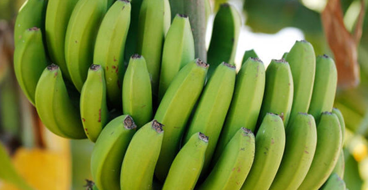 Olgunlaşmamış Muz