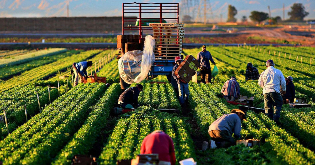 TİFTİK VE İPEK BÖCEĞİ YETİŞTİRİCİLERİNE DESTEK