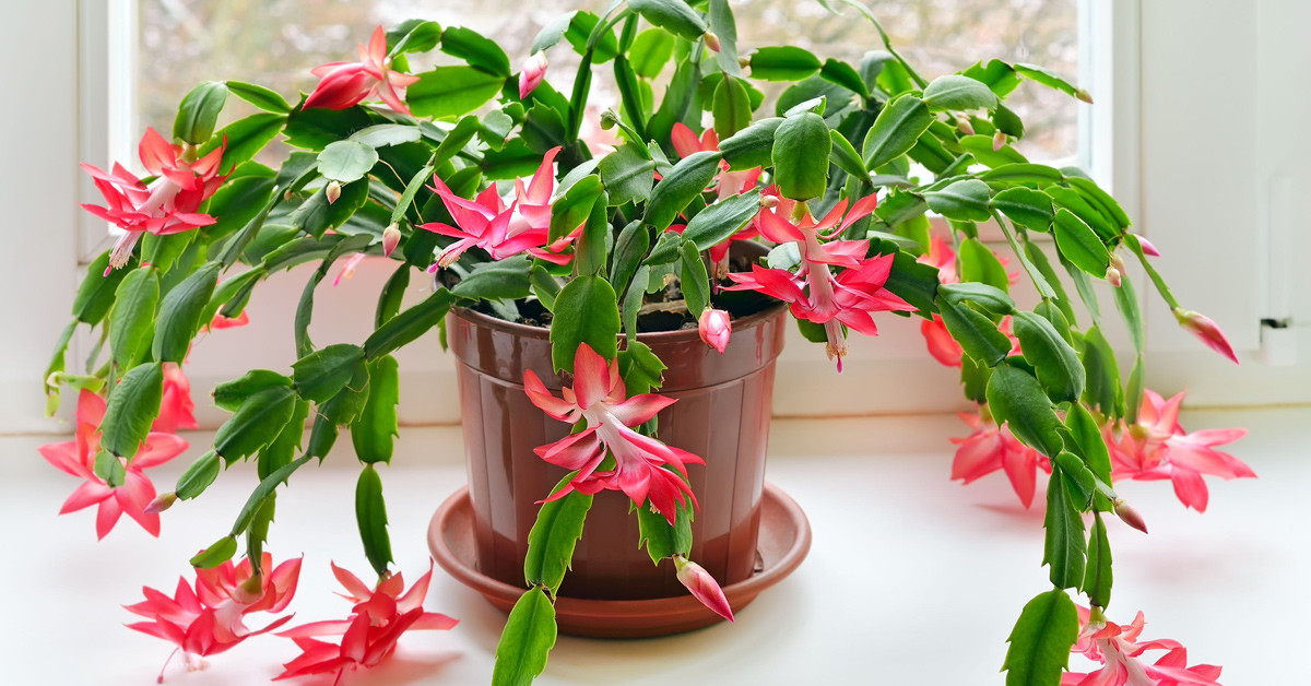 YILBAŞI ÇİÇEĞİ NASIL SULANIR?