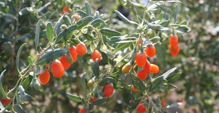 METABOLİK SENDROMLA MÜCADELE EDER