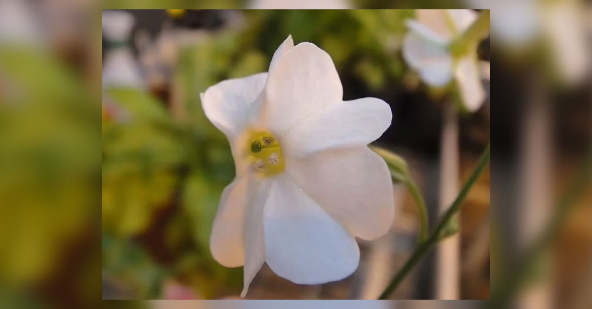 Avustralya Tütünü