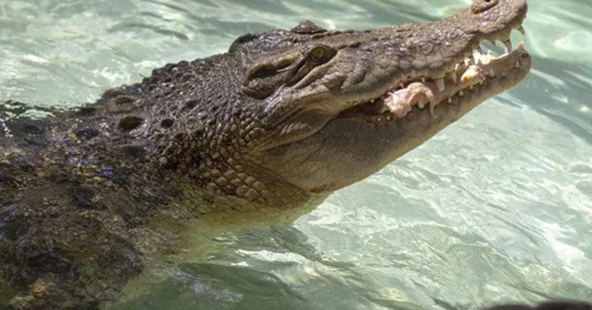 O da timsah besliyor