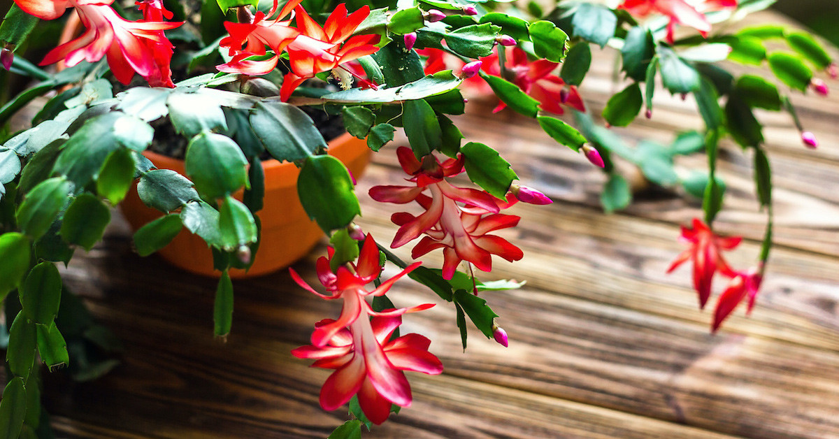 YILBAŞI ÇİÇEĞİ HANGİ AYLARDA ÇİÇEK AÇAR?