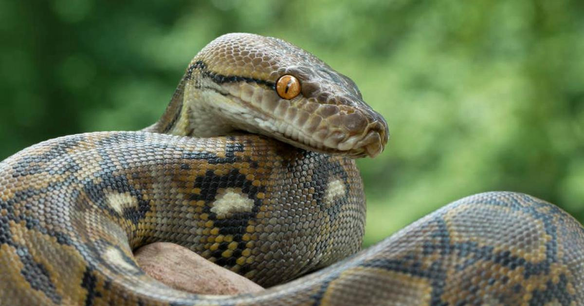 Yılanların sayısı arttı