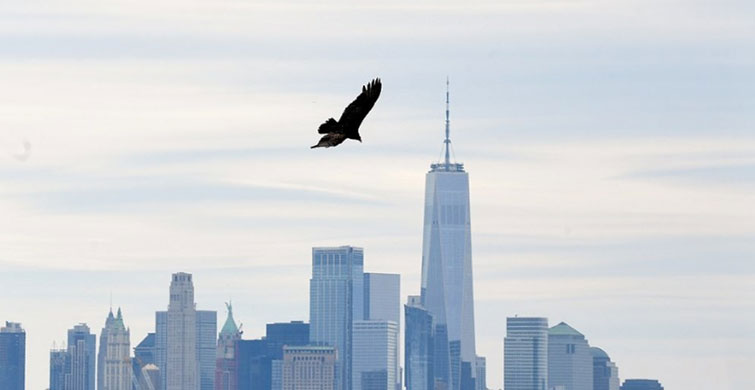 AKBABALAR NEW YORK SEMALARINI İŞGAL ETTİ