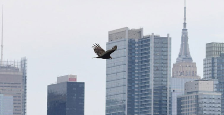 CESET TORBASI BULAMADI