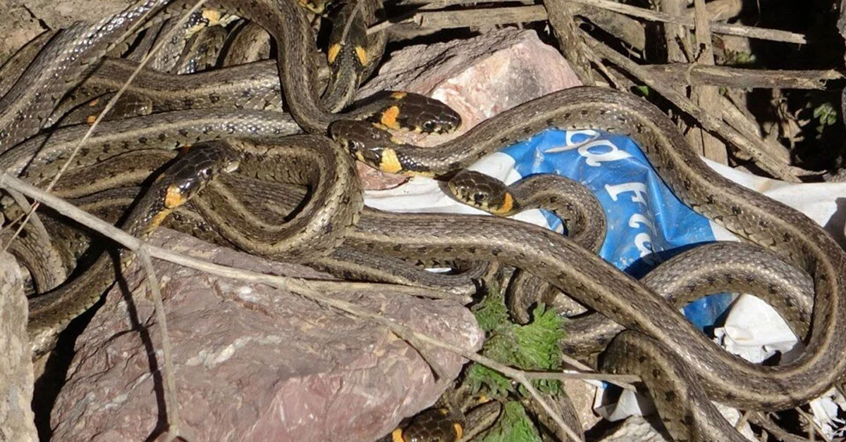 Köyün muhtarı anlattı