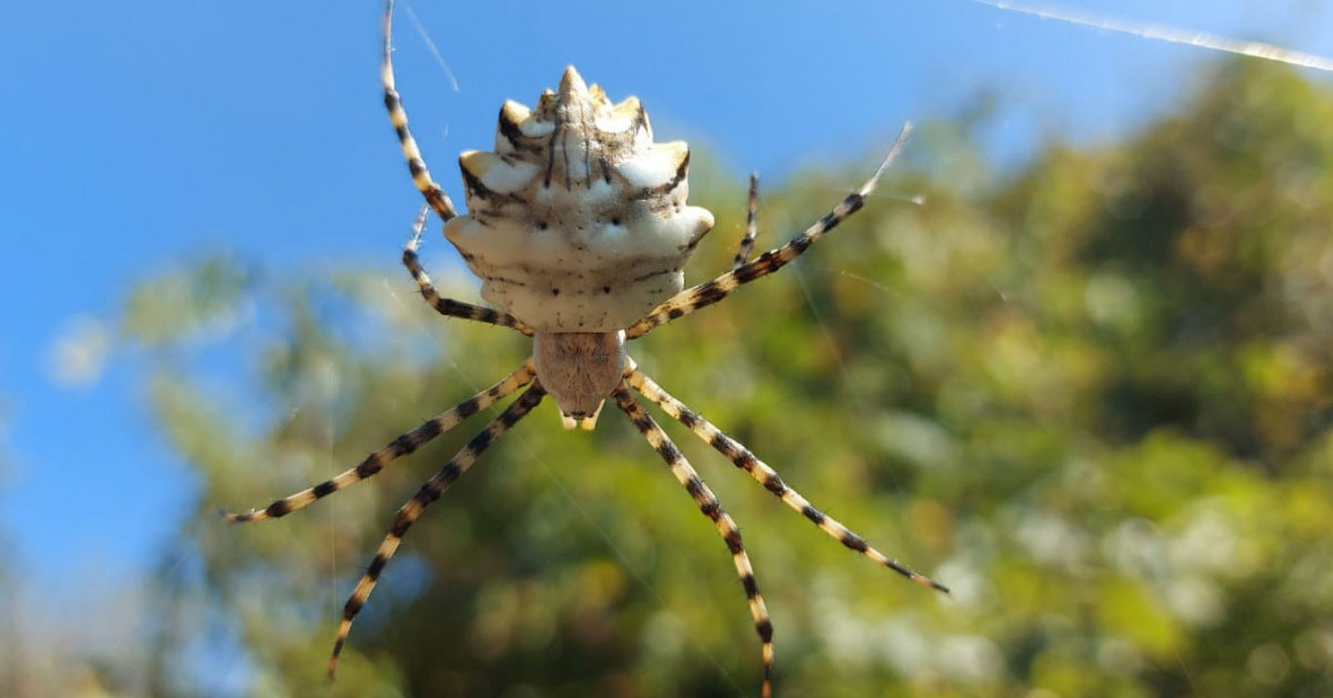 Zehirli olmasıyla biliniyor