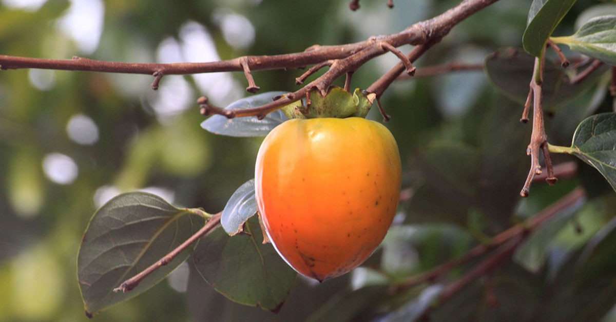 Cilt sağlığı için birebir!