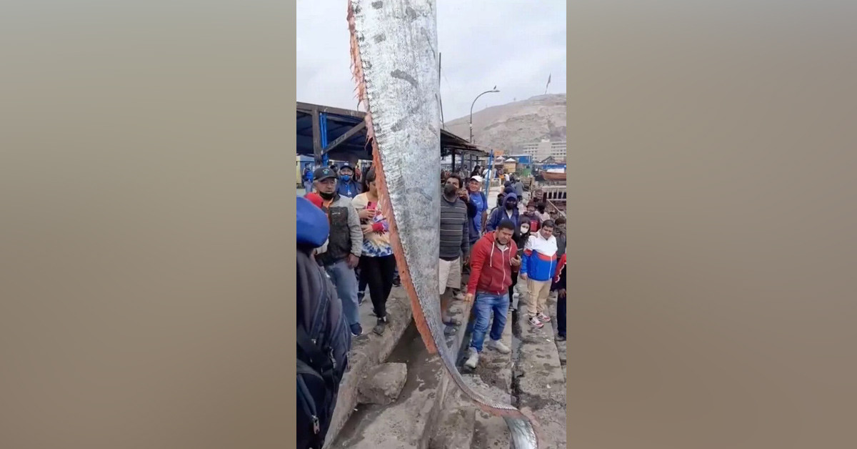 Dev kürek balığı