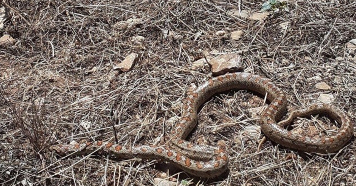 Görüntüler yayıldı