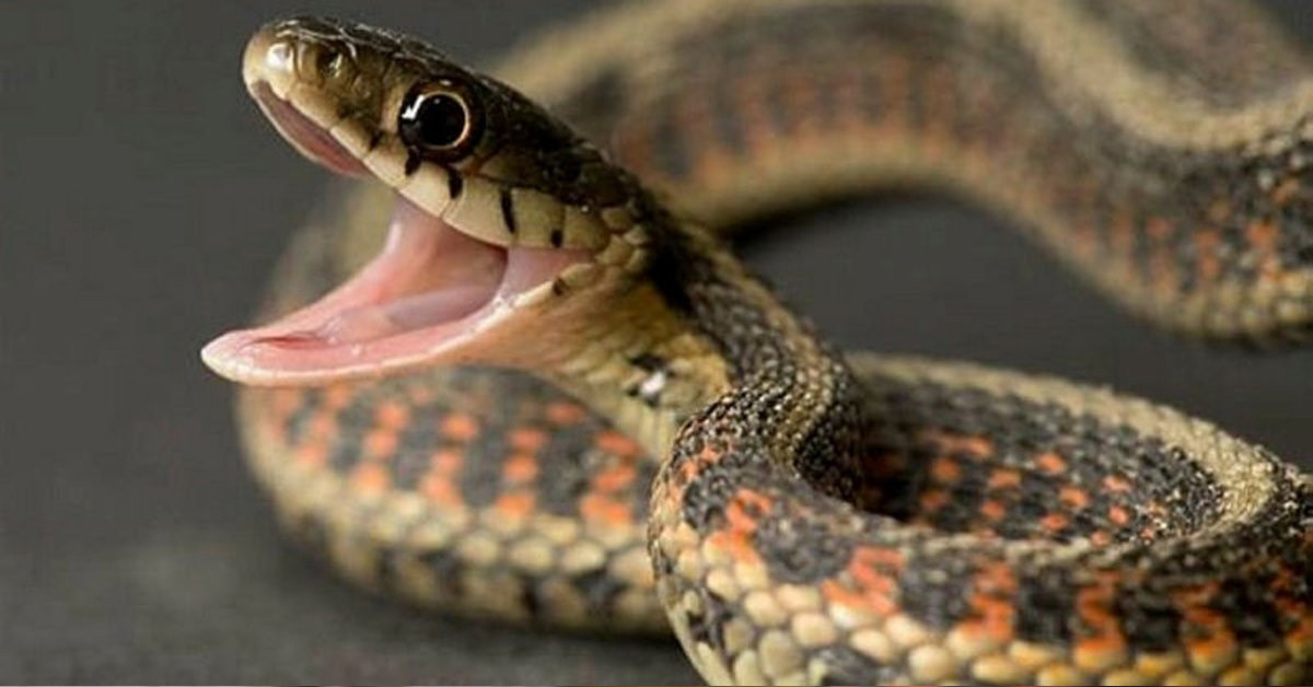 75 yılan yumurtası