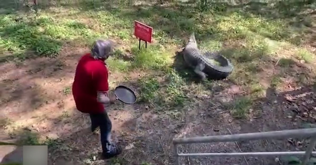 Timsah restorana geldi