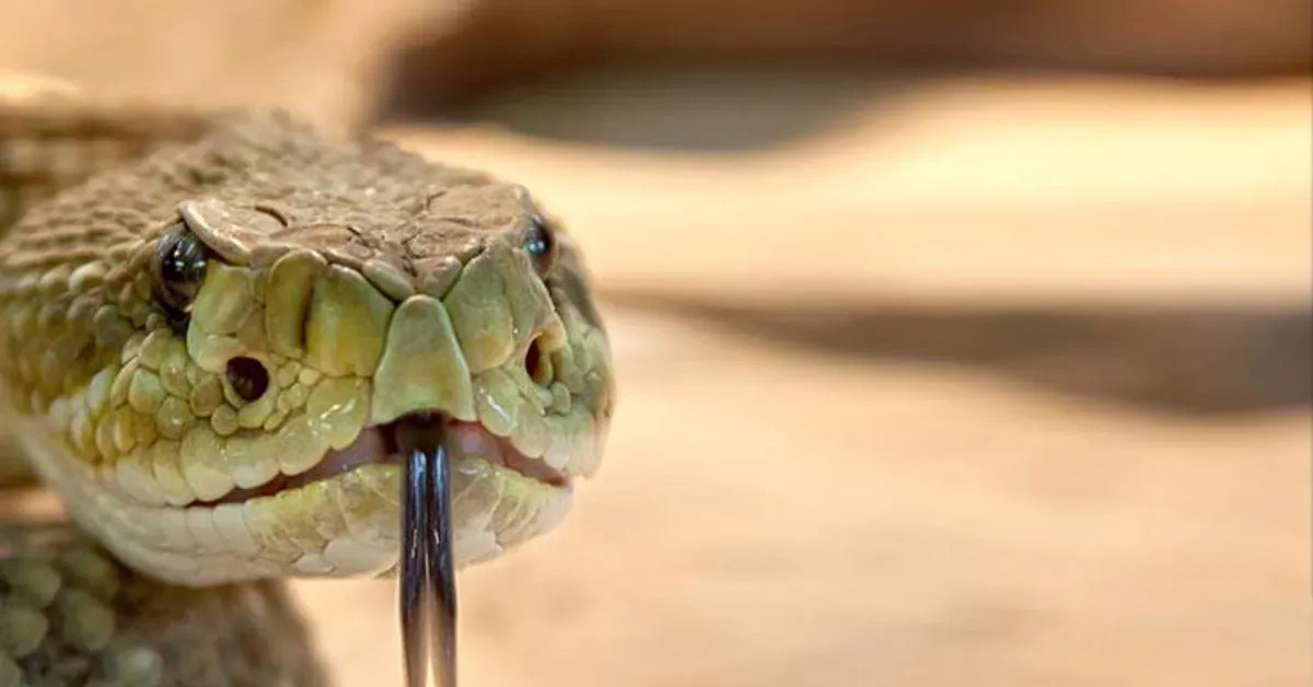 Olacaklardan habersizdi