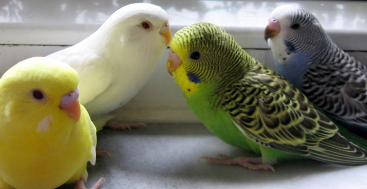 PATAGONYA MUHABBET KUŞLARI