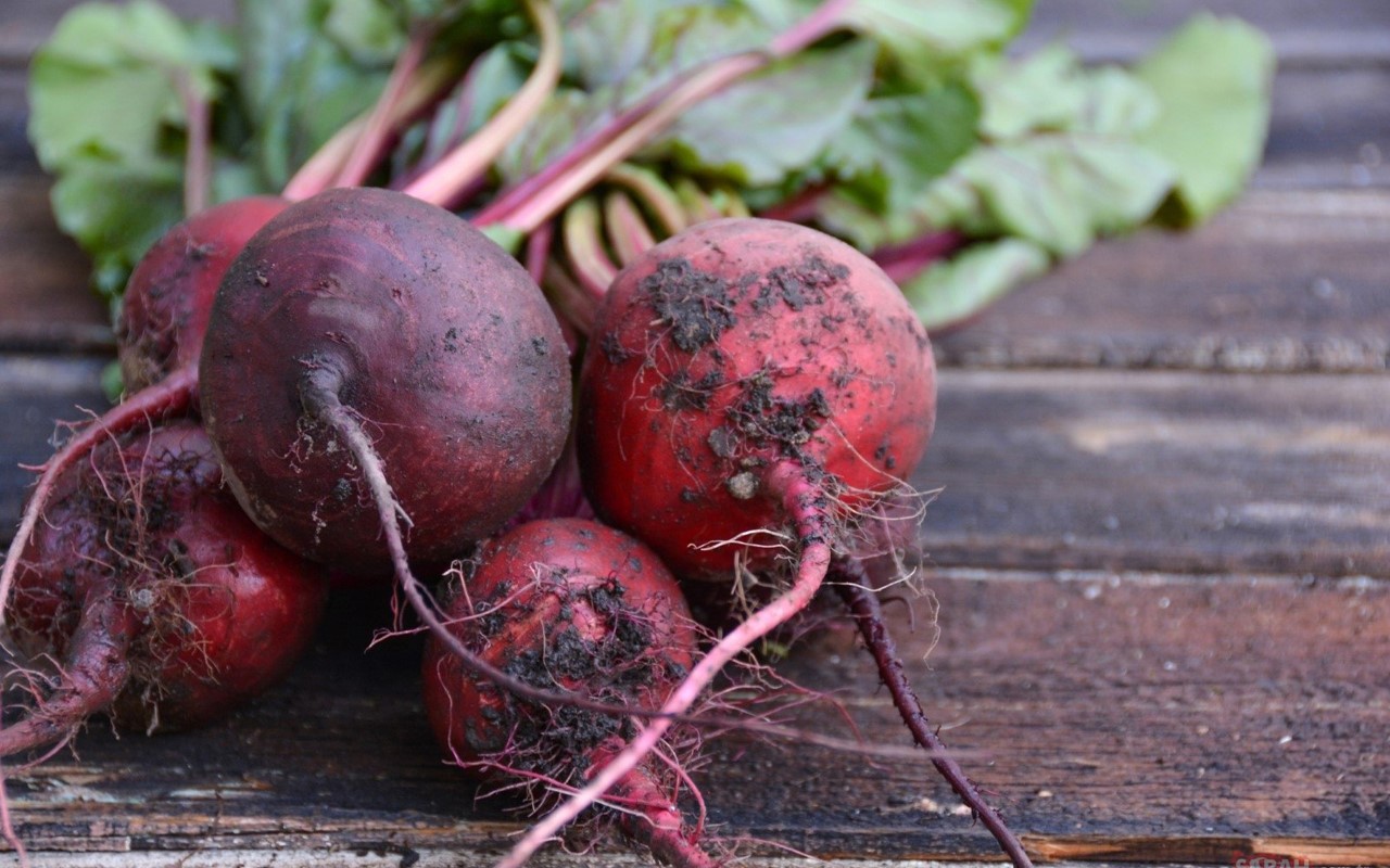 Selülitten Kurtulun