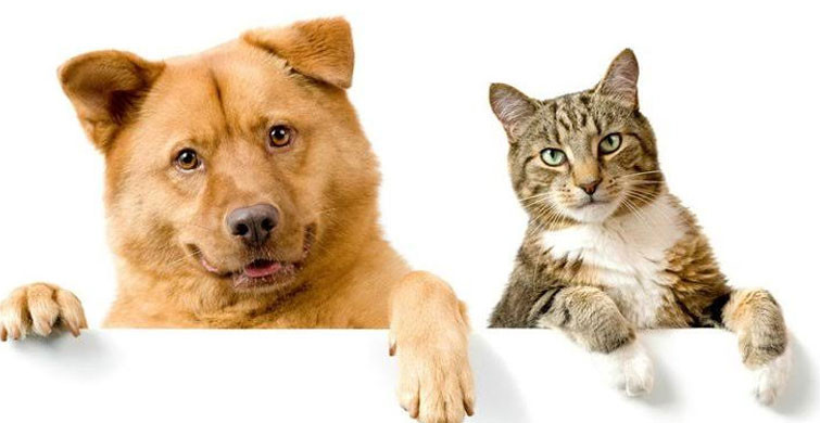  ''2 YILDAN 5 YILA KADAR HAPİS CEZASI''