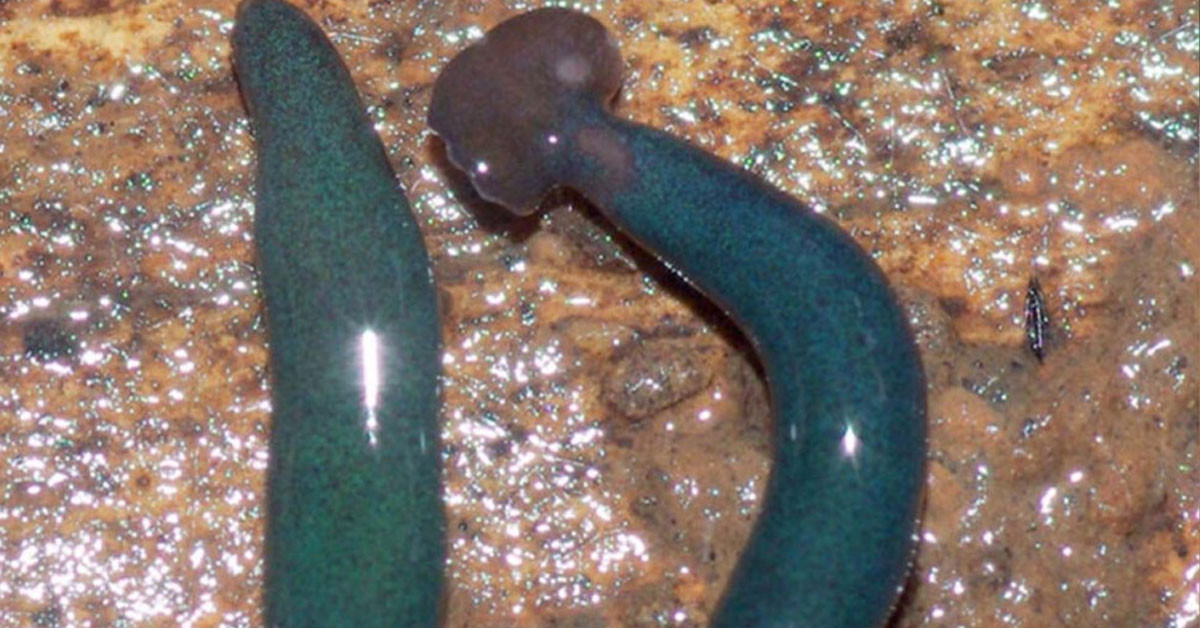 Yılanların boyutları