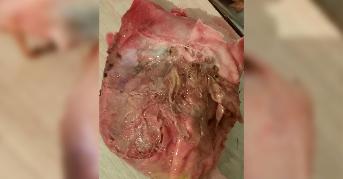 Tavuğu geri götürdü