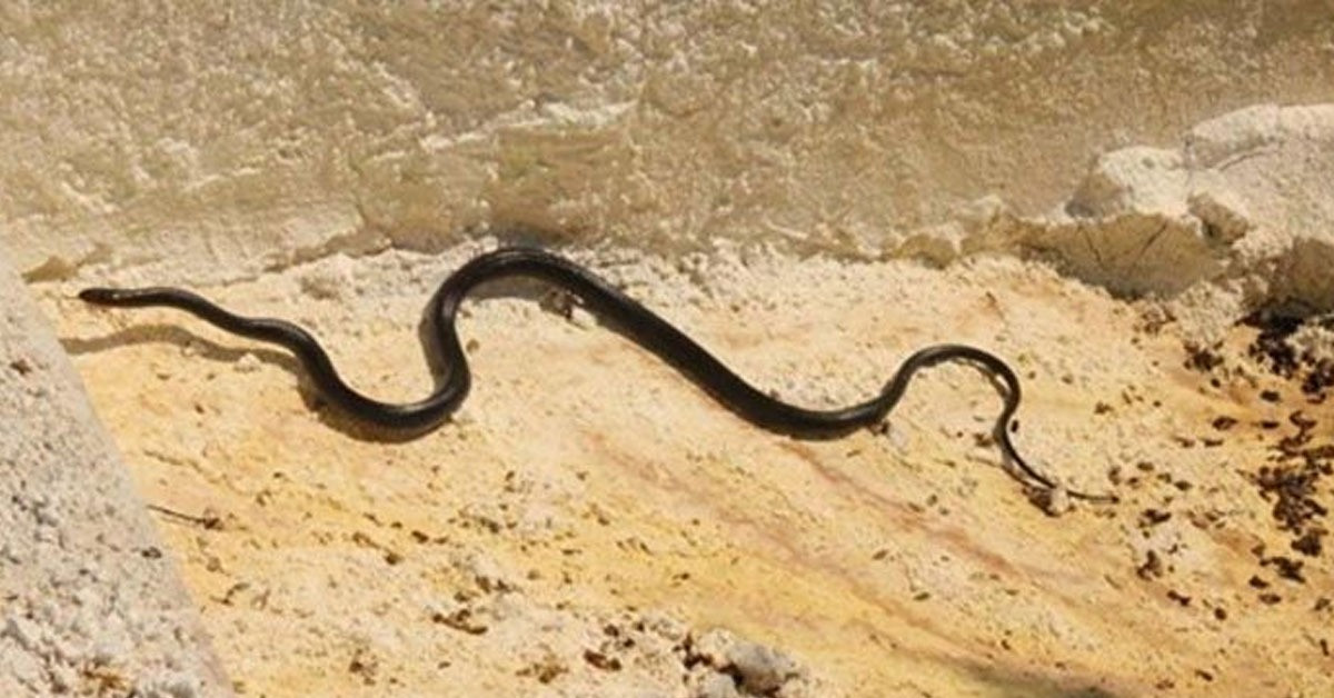 Jantından yılan çıktı