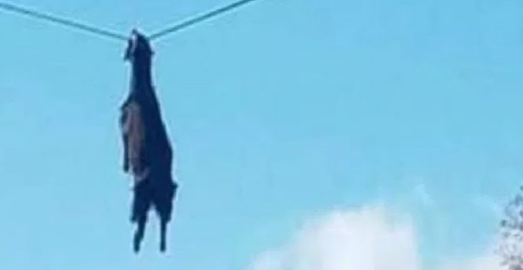 KABLONUN KESİLMESİYLE KURTARILDI