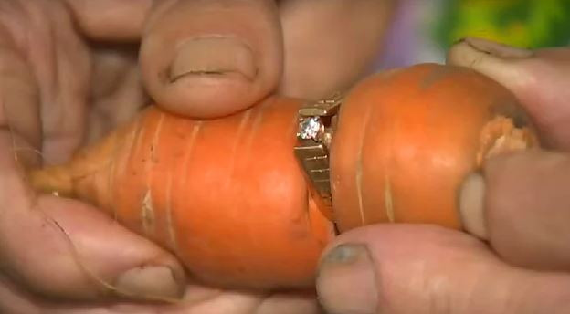 YÜZÜK TARLADA OT YOLARKEN KAYBOLMUŞTU