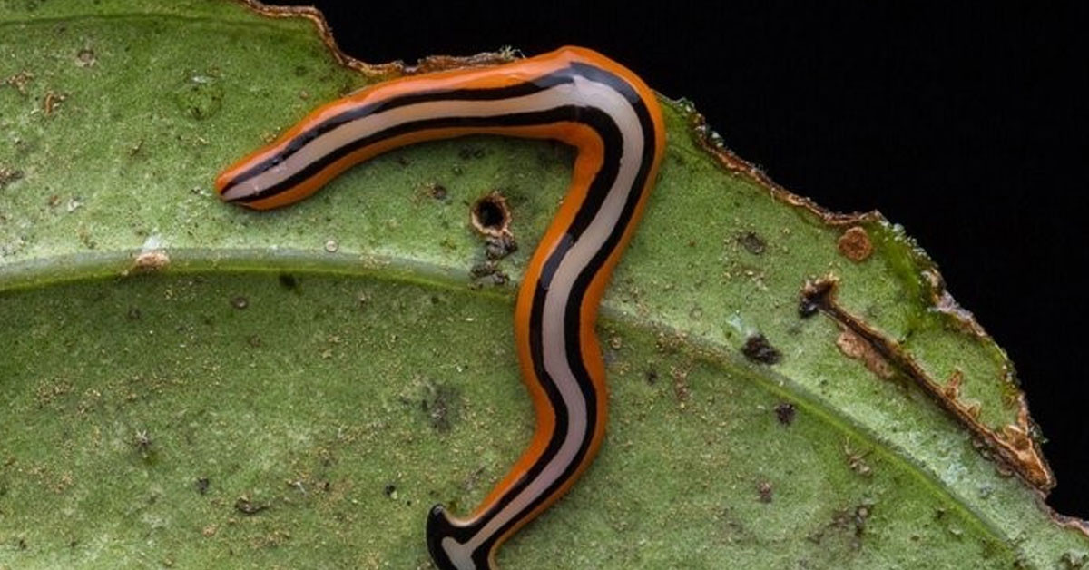 Kestikçe çoğalıyor