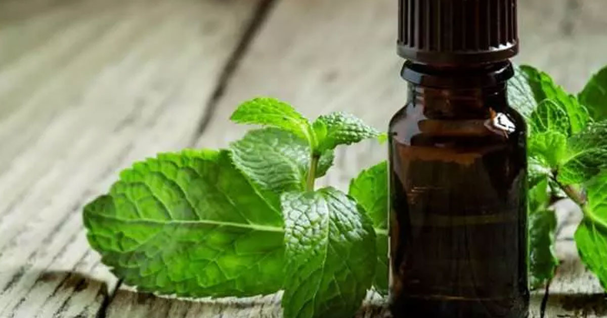 Nane yağından 35 bin lira kazanıyorlar