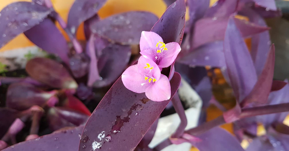 TELGRAF ÇİÇEĞİ ÇİÇEK AÇAR MI?