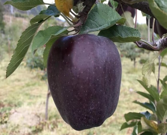 Siyah Elma Nerede Yetişir?