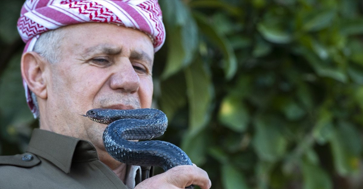 Siyah yılanlar zararsız