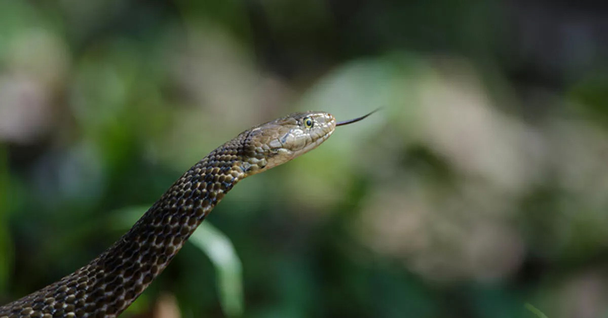 Yılanı kovaladılar