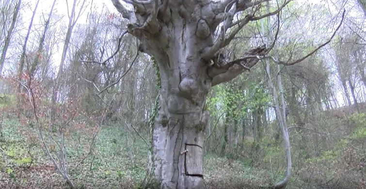 CORONADAN KAÇARKEN ORMAN ŞEFİNE YAKALANDI