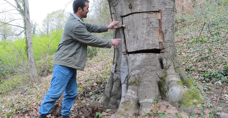 "AĞACIN İÇİ ZATEN BOŞTU"