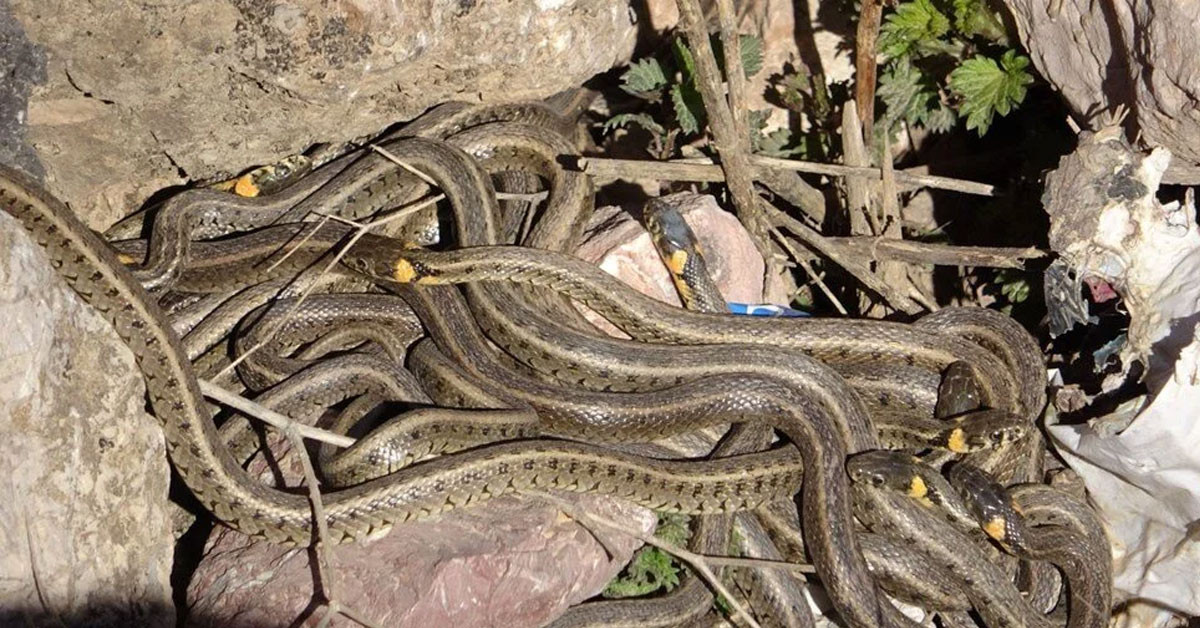 Sürü halinde dolaşıyorlar