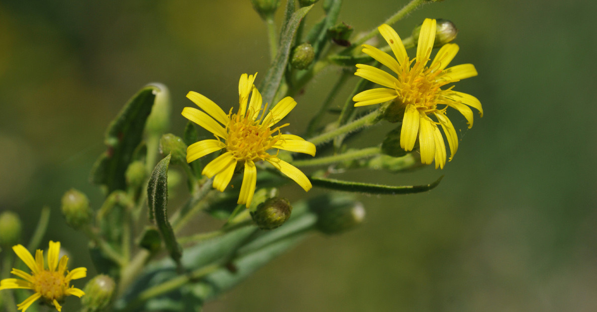 Inula helenium - Andız Otu
