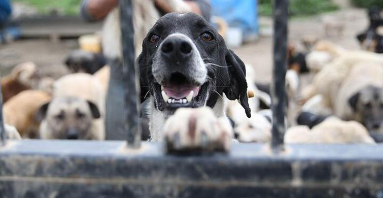 SOKAĞA TERK EDİLMESİNİN CEZASI...