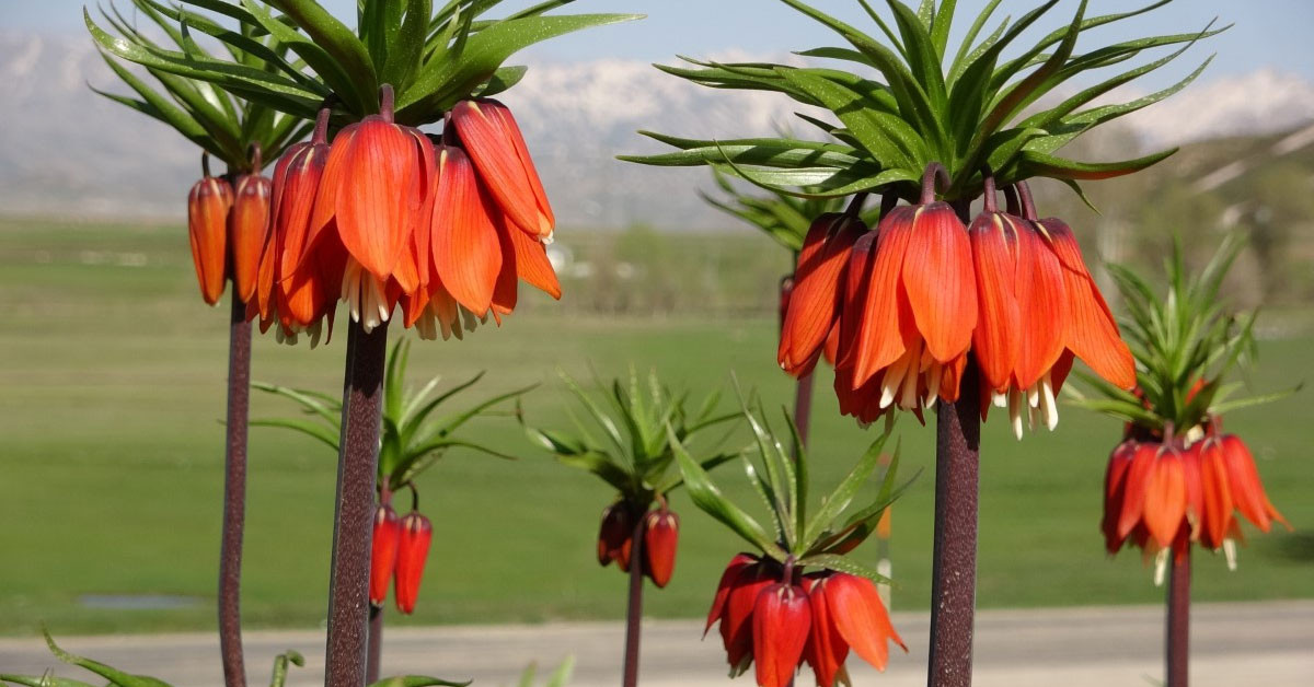 İklim değişikliği eşsiz laleleri de etkiliyor!