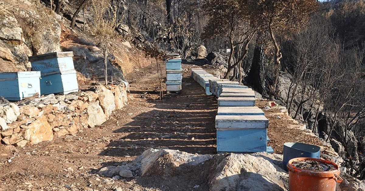 'Balın kilosu 400 liraya çıkar'