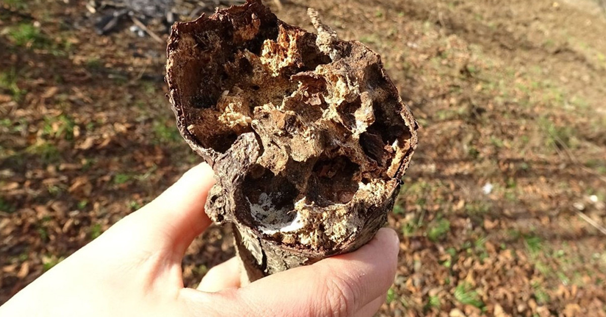 Fındık bahçelerinde görülüyor