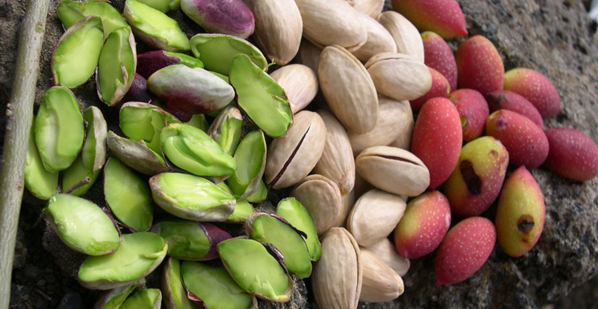 Fıstık Fiyatları Altınla Yarışacak! Kuraklık Onu da Etkileyebilir