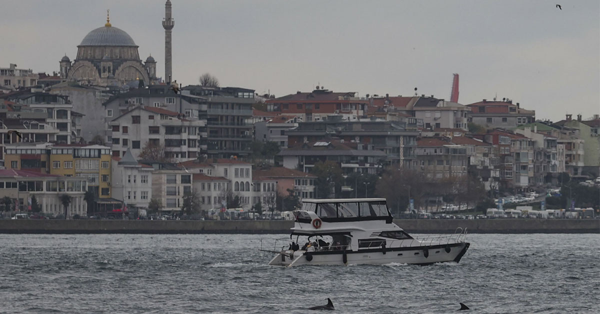 Yunusların vücut dili?