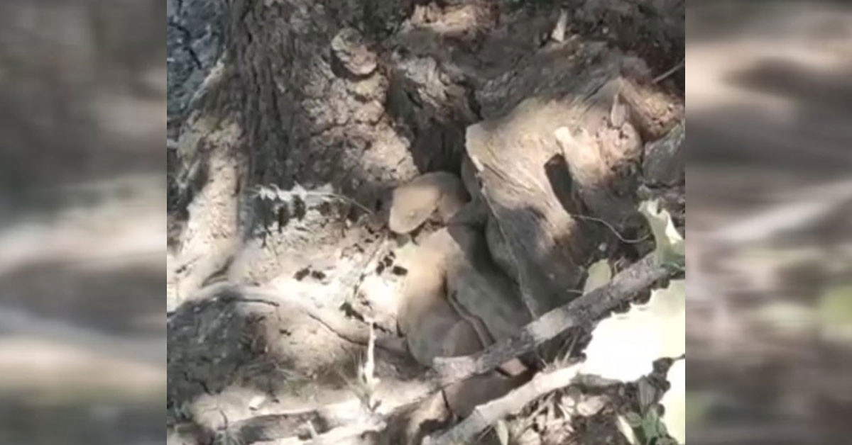 Görüntüler herkesi korkuttu