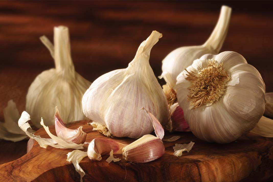 BAKTERİLERE KARŞI EN ETKİLİ BİTKİSEL ÇÖZÜM NEDİR?