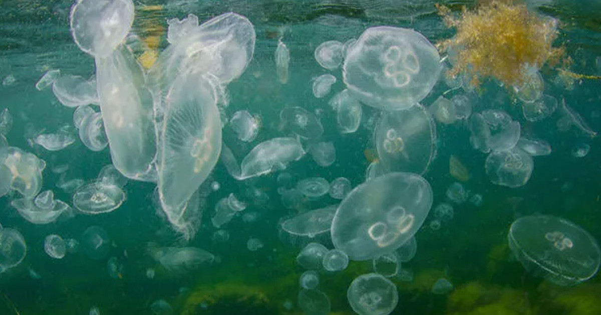 Denizanası vakaları