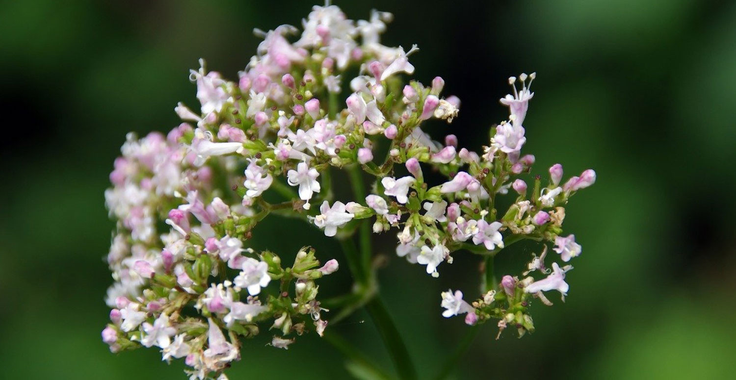 KEDİ OTU ÇAYI NASIL DEMLENİR?