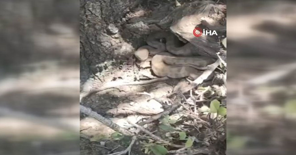 Hakkari'd görüldü