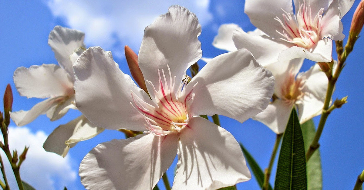 ZAKKUM ÇİÇEĞİ SUYU SEVER Mİ?