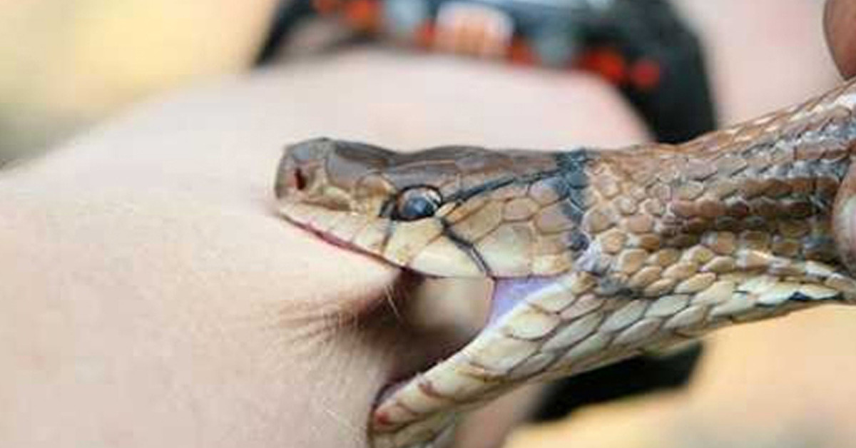 Yılan soktu
