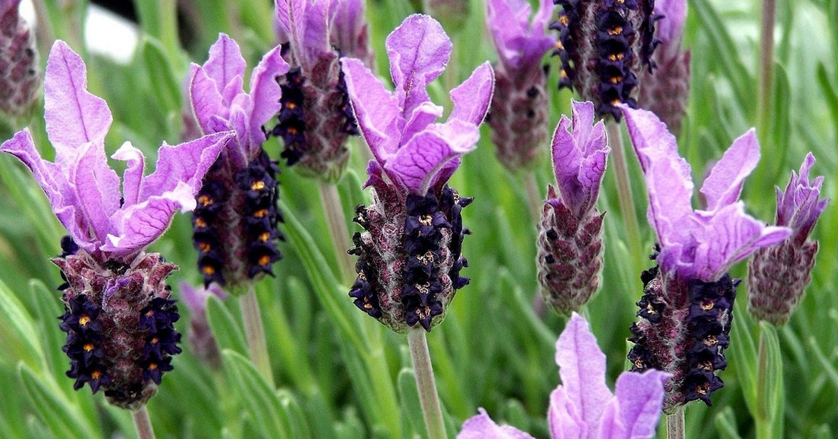 Karabaş otunun yan etkileri 